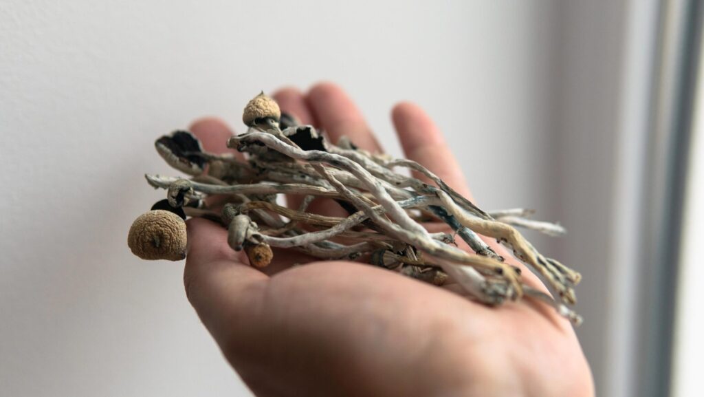 shrooms addiction